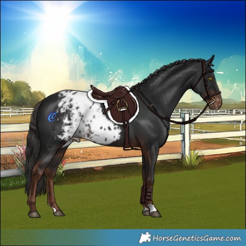 Horse Color:Liver Chestnut Skewed Appaloosa 