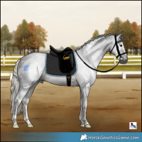 Horse Color:Gray White Spotted Silver Buckskin 