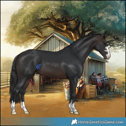 Horse Color:Brown Skewed Appaloosa 
