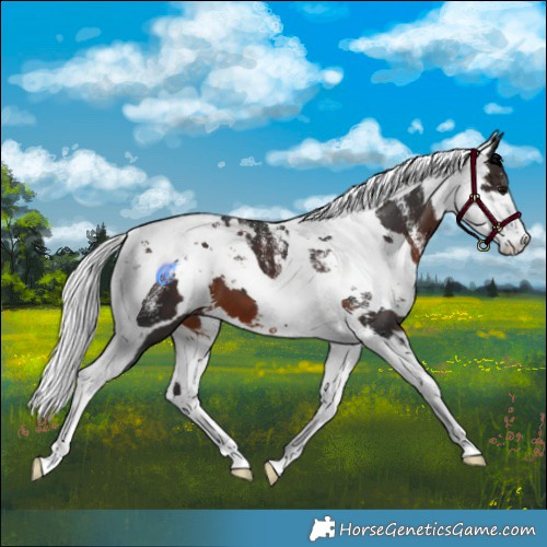 Horse Color:Powder White Brown Harlequin Merle Tobiano