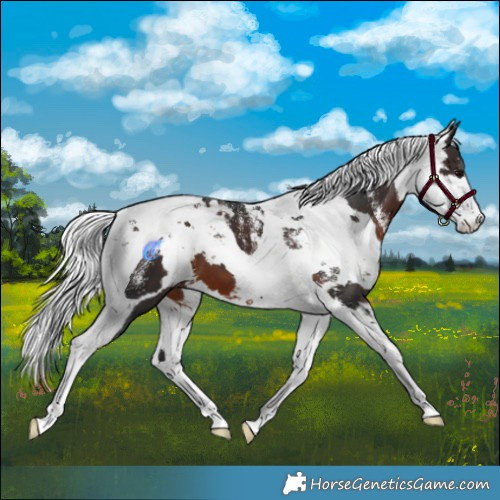 Horse Color:Powder White Brown Harlequin Merle Tobiano 