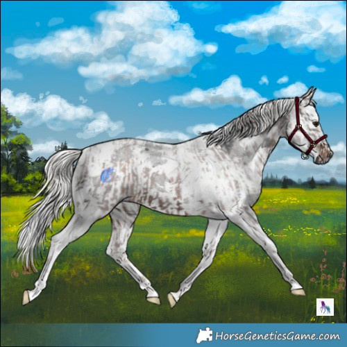 Horse Color:Powder White Silver Brown Splash Tobiano and Brown Roan Merle Tobiano