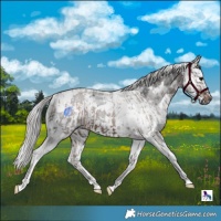 Horse Color:Powder White Silver Brown Splash Tobiano and Brown Roan Merle Tobiano