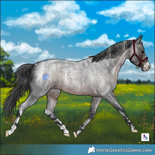 Horse Color:Powder White Brown Roan Merle