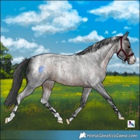 Horse Color:Powder White Brown Roan Merle 