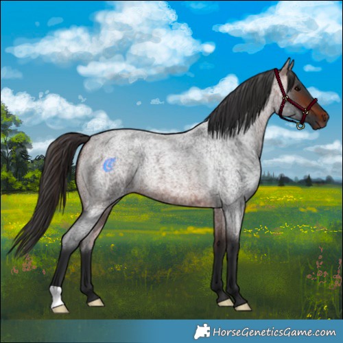 Horse Color:Bay Roan