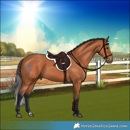 Horse Color:Bay 