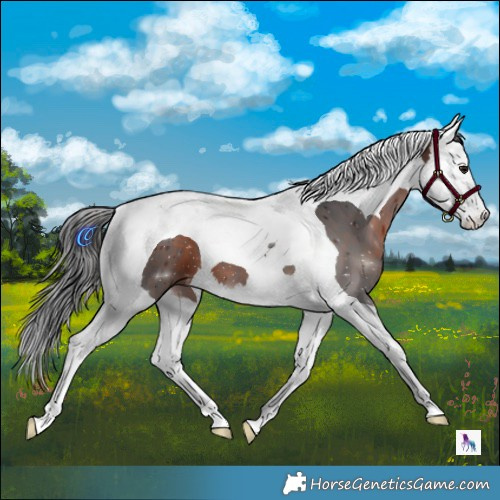 Horse Color:Brown Splash Tobiano
