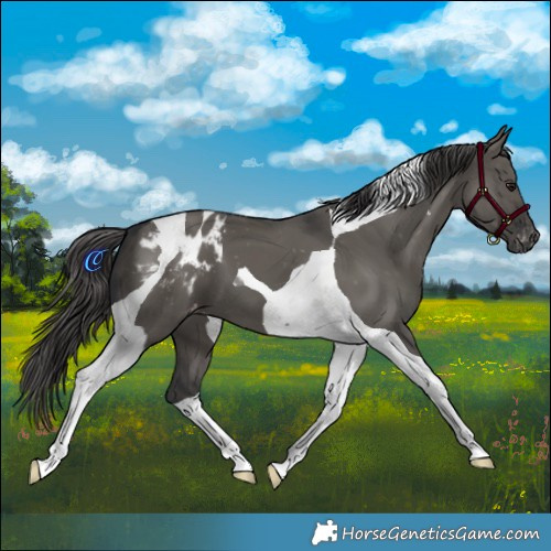 Horse Color:Grullo Tobiano Appaloosa 