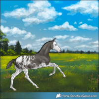 Horse Color:Grullo Splash Blanket 