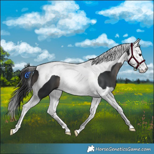 Horse Color:Black Splash Tobiano 