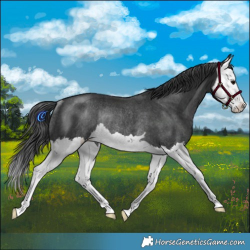 Horse Color:Black Splash Rabicano