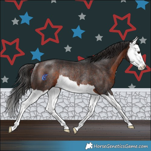 Horse Color:Brown Splash Rabicano