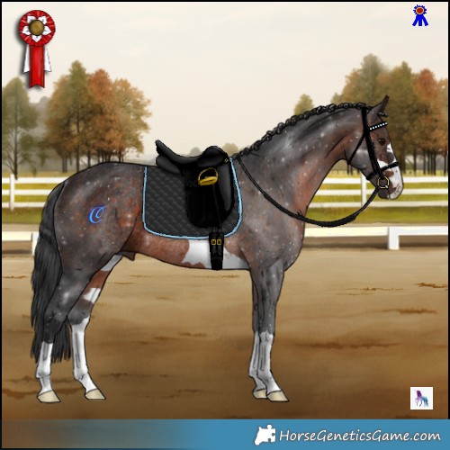 Horse Color:Brown Rabicano 