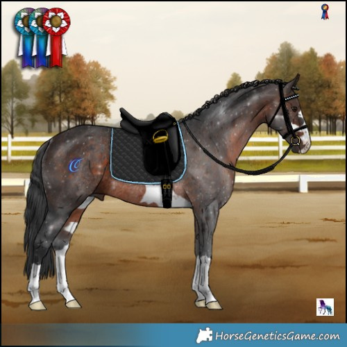 Horse Color:Brown Rabicano 