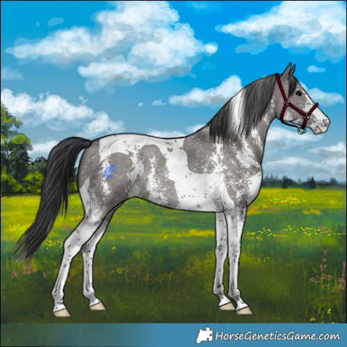 Horse Color:Grullo Sabino Tobiano Rabicano 