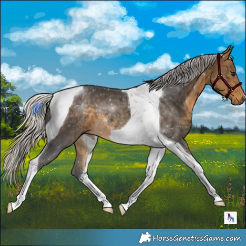 Horse Color:Silver Buckskin Tobiano 