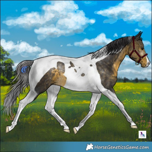 Horse Color:Buckskin Mushroom Tobiano 