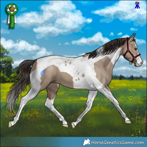 Horse Color:Liver Red Dun Tobiano 