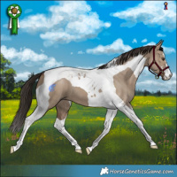 Horse Color:Liver Red Dun Tobiano