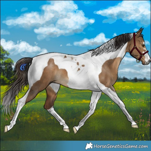 Horse Color:Gray Liver Red Dun Tobiano