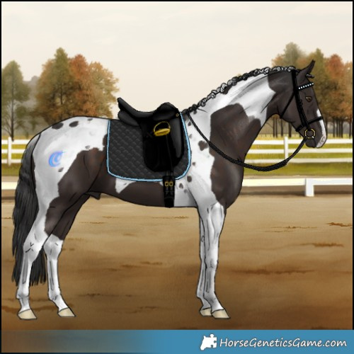 Horse Color:Liver Chestnut Tobiano 