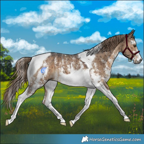 Horse Color:Gray Liver Red Dun Sabino Tobiano Brindle