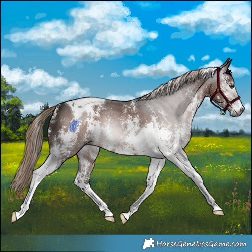 Horse Color:Gray Liver Chestnut Sabino Tobiano