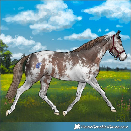 Horse Color:Gray Liver Chestnut Sabino Tobiano 