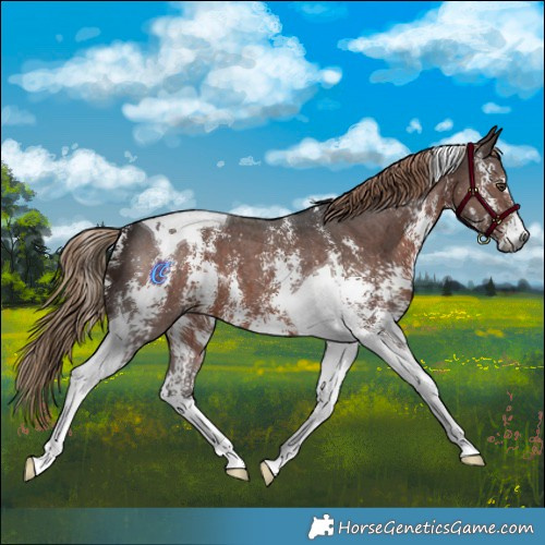 Horse Color:Gray Liver Chestnut Sabino Tobiano 
