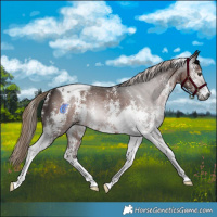 Horse Color:Gray Liver Chestnut Sabino Tobiano