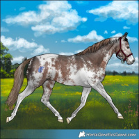 Horse Color:Gray Liver Chestnut Sabino Tobiano 