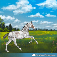 Horse Color:Liver Chestnut Sabino Rabicano