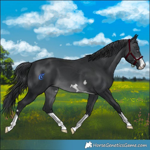 Horse Color:Brown Chinchilla 