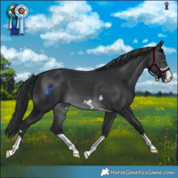 Horse Color:Brown Chinchilla