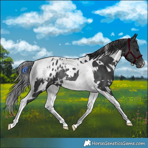 Horse Color:White Spotted Black Tobiano Appaloosa Rabicano 