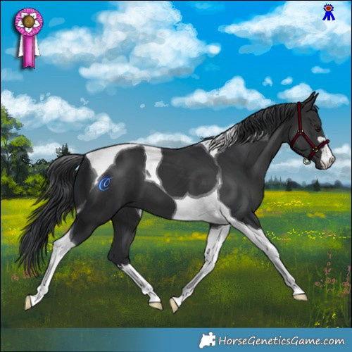 Horse Color:Black Mushroom Tobiano 