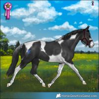 Horse Color:Black Mushroom Tobiano
