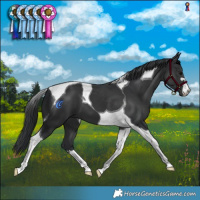 Horse Color:Black Mushroom Tobiano