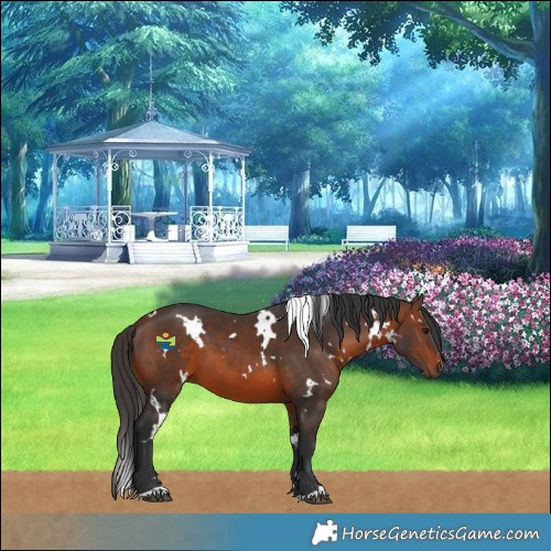 Horse Color:White Spotted Brown 