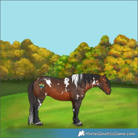 Horse Color:White Spotted Brown 