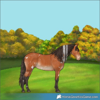 Horse Color:White Spotted Bay Varnish