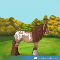 Horse Color:Red Dun Blanket 