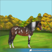 Horse Color:White Spotted Brown 