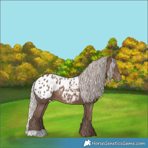 Horse Color:Silver Black Appaloosa 