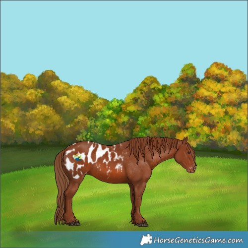 Horse Color:Chestnut Blanket 
