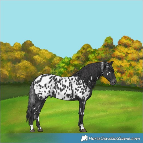Horse Color:White Spotted Black Appaloosa 