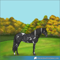 Horse Color:White Spotted Black Varnish 