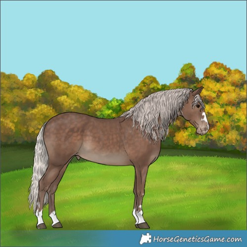 Horse Color:Silver Black Appaloosa 