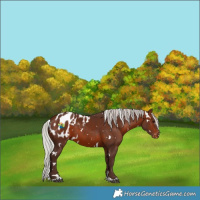 Horse Color:White Spotted Silver Brown Blanket